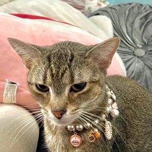 Meet your Posher, Chandler